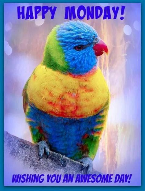 Free Image On Pixabay Parrot Bird Colorful Plumage Halloween