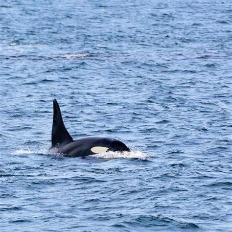 Male Orca In The Area Of Sandøya Missing Norway Right Now Ill Be Back