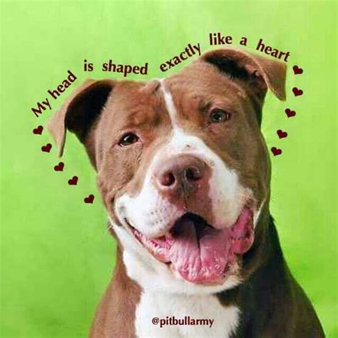 Love Your Pitbull Pitbulls Dog Love I Love Dogs