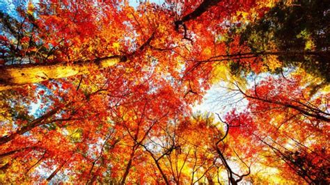 Fall Background Images That You Can Use In Your Designs