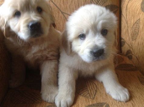 Golden retrievers are among america's most popular breeds. Golden Retriever Puppies For Sale | Austin, TX #292172