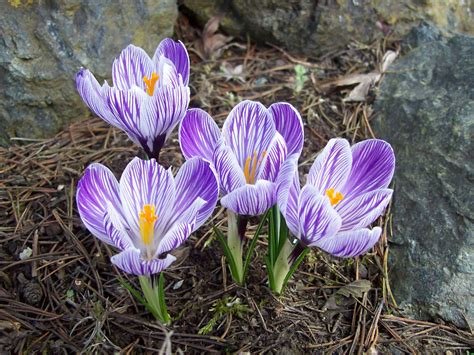 Sono diverse le ricorrenze ci si devono festeggiare, quindi ecco i nostri consigli sui fiori invernali o piante che si possono inviare come regalo ad amici o. Crocus, il fiore che spunta tra la neve - La Nuova Provincia