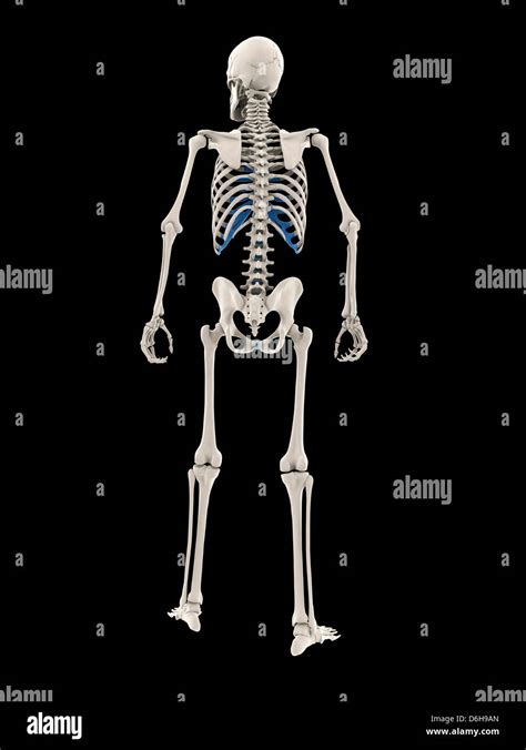 Male Skeleton Artwork Stock Photo Alamy