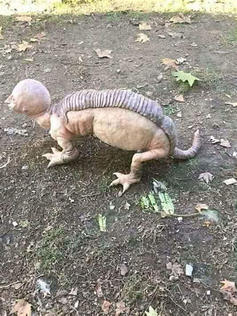 Fact Check ‘alien Creature Spotted In India No Its A Silicone