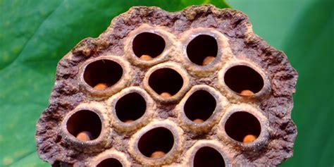 The Science Of Trypophobia A Fear Of Clustered Objects Business Insider