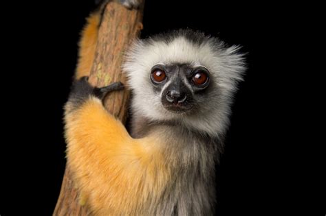 Diademed Sifaka Rare Creatures Of The Photo Ark Official Site Pbs