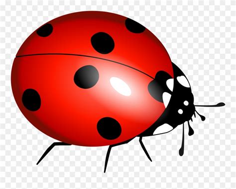 Bug Clip Art 20 Free Cliparts Download Images On Clipground 2023