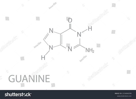 Guanine Molecular Skeletal Chemical Formula Stock Vector Royalty Free 2154949789 Shutterstock