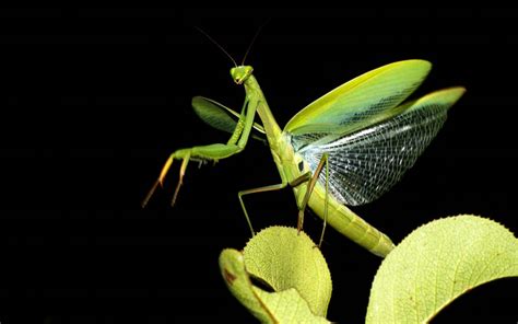 Can Praying Mantis Fly Interesting Facts Insectic