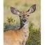 Mule Deer Doe 42  A Odocoileus Hemionus App… Flickr