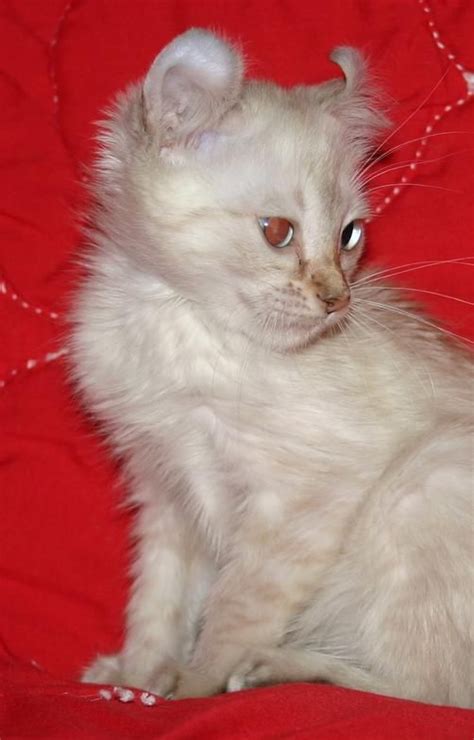 Admin june 1, 2020 0comments 319 views. 1000+ images about Kittens on Pinterest | Legends, Cats ...