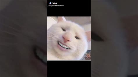 Cursed Cats Youtube