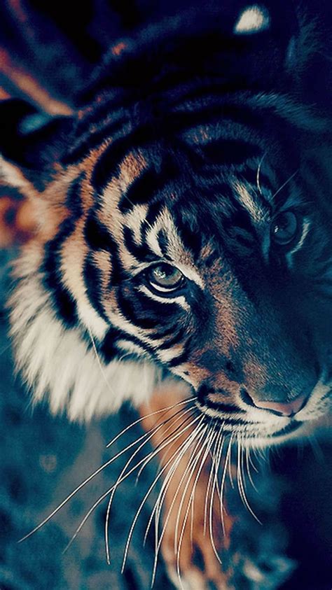 Cute Tiger Iphone Wallpaper Hd 2022 Live Wallpaper Hd Tiger