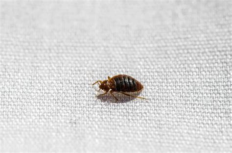 Top 10 Tiny Bugs In Bed That Are Not Bed Bugs