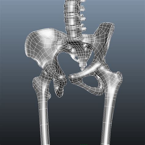 Human Skeleton Ma