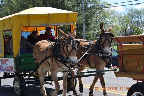 2016 April 2 Mule Day Parade In Columbia Tennessee Columbia