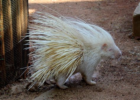 Albino Cape Porcupine Hystrix Africaeaustralis Zoochat