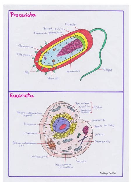 Célula Procariota y Célula Eucariota CINTHYA VITERI uDocz