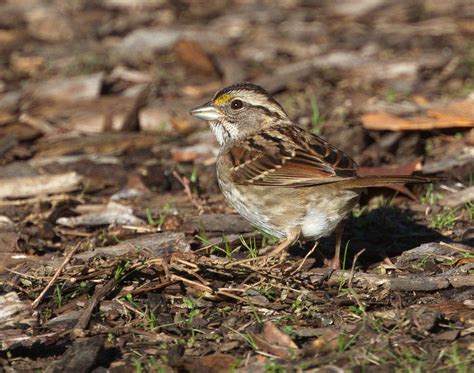 White Throated Sparrow San Diego Bird Spot