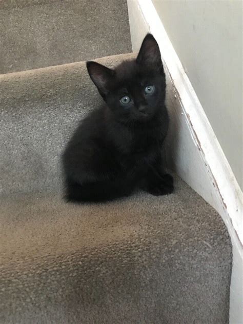 1 Beautiful Black Female Kitten For Sale In Worcester Park London