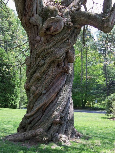New England As I See It Twisted Tree Trädstam Vacker Natur Trädkonst