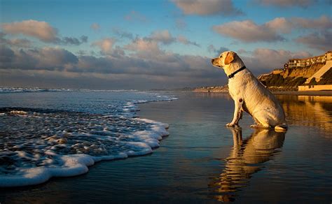 Dog On Beach Beach Sunset Lab Dog Hd Wallpaper Peakpx