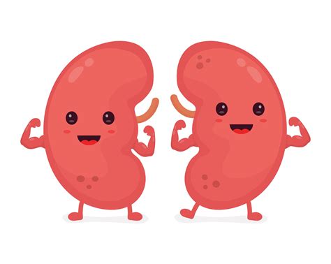Tips For Maintaining Healthy Kidneys Flipboard