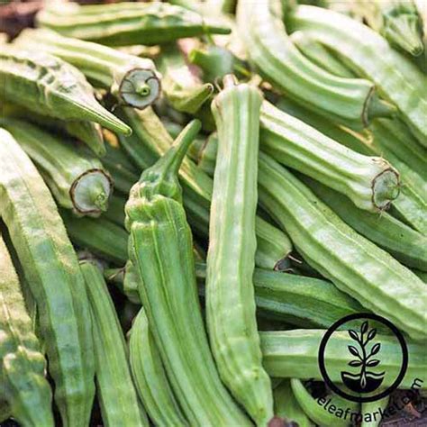 How to control insects in okra cultivation. The 13 Best Okra Varieties for Your Vegetable Patch ...