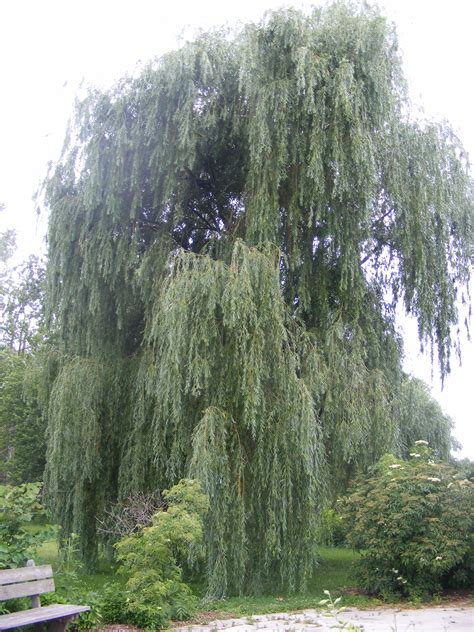 It is now rare in cultivation and has been largely replaced by salix x sepulcralis 'chrysocoma'. File:Salix alba 'Vitellina-Tristis' 2009 4.JPG - Wikimedia Commons