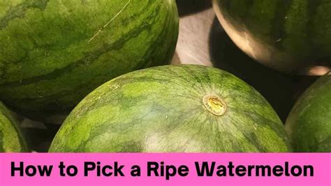 12 Amazing Tips On How To Pick A Ripe Watermelon Every Time 2024