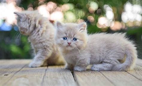 Buy and sell on gumtree australia today! 10 Jenis Kucing Peliharaan Favorit dan Penyayang ...