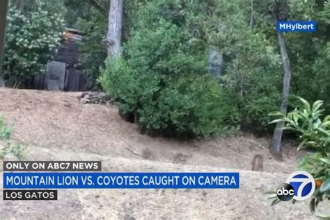 Watch Cougar Coyotes In Stand Off In Womans Yard