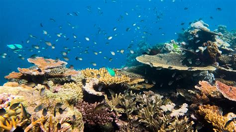 I Visited The Great Barrier Reef Before It Died And You Should Too