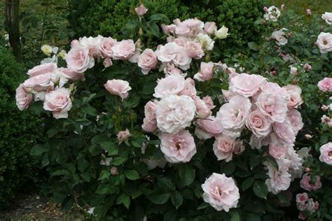 ~first Kiss Rose Bush~ Rose Care Garden Trees Rose Bush