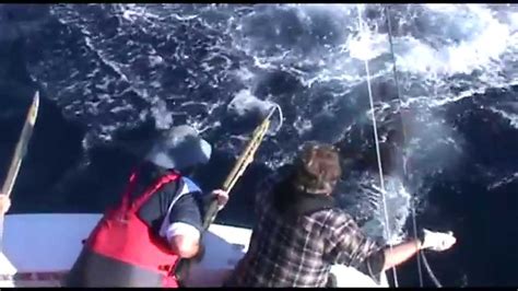 Awesome Footage Of Broadbill Swordfishing In The Tasman Peninsula