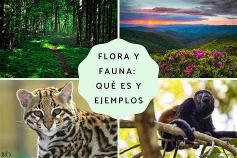 Top 194 Como Es Flora Y Fauna Anmbmx