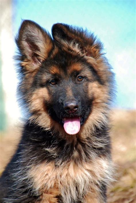 12 Week Old Female Long Coat German Shepherd Puppy At Grunwald Haus