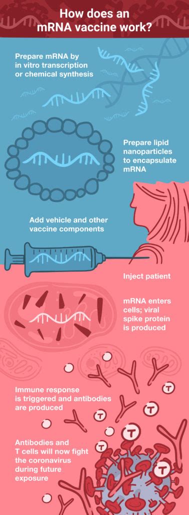 Mrna vaccines are a new type of vaccine to protect against infectious diseases. mRNA Vaccines for COVID-19: The Promise and Pitfalls ...