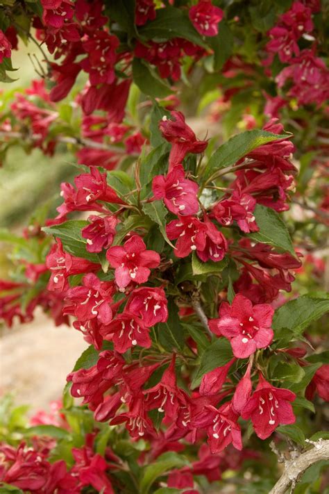 Red Prince Weigela Pahls Market Apple Valley Mn