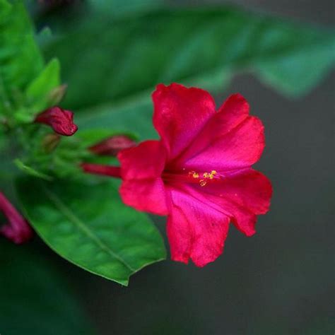 Rare Pink Jasmine Seeds Fragrant Plant Mirabilis Jasmine Seeds Bonsai