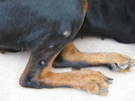 Zena Has Dry Skin Bumps On Leg Doberman Forum Doberman Breed Dog