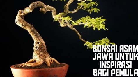 Inspirasi Bonsai Asam Jawa Untuk Pemula Youtube