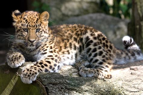 The Graduate Amur Leopard