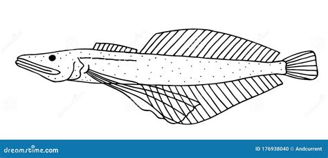 Little Baikal Oilfish Black Hand Drawn Realistic Outline Vector Image