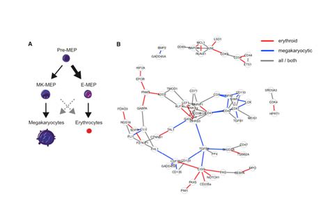 gene regulatory network inference from single cell data using multivariate information measures