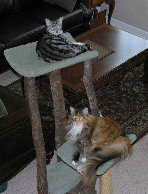 Egyptian Mau And Maine Coon Cat Joann Flickr