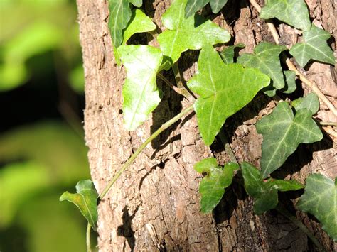 Free Images Tree Forest Leaf Flower Bark Food Green Produce