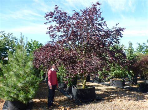 Prunus Cerasifera Nigra Black Cherry Plum