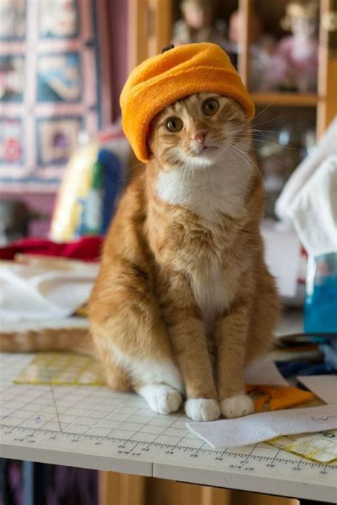 Beautiful Ginger Cat Wearing An Orange Hat Cute Animals Cute Cats