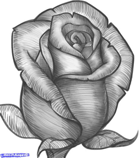 Pencil Drawing Rose Flower Bestpencildrawing